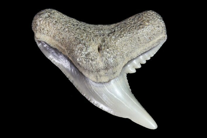 Colorful Fossil Tiger Shark (Galeocerdo) Tooth - Virginia #71150